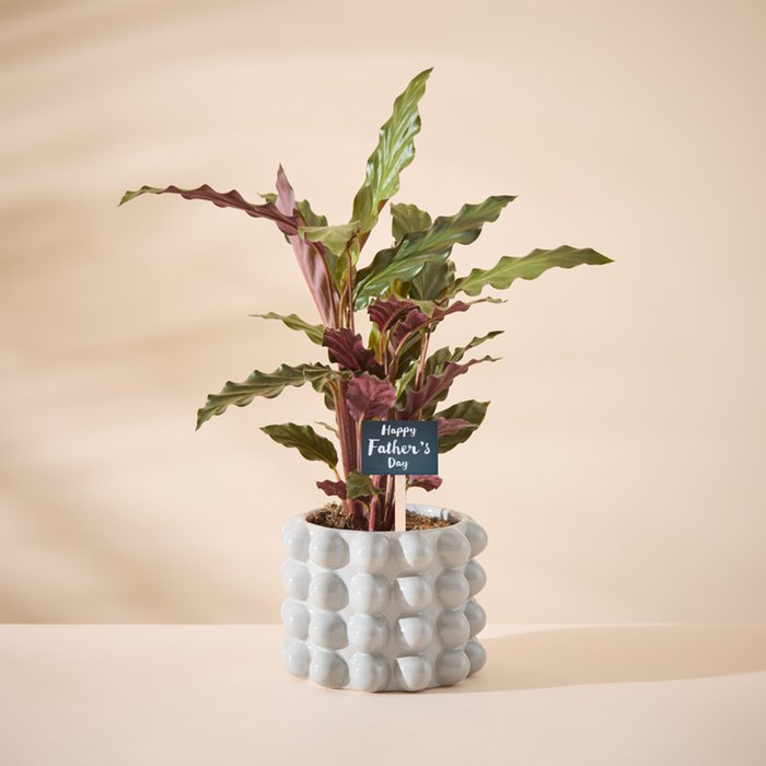 Calathea Plant in Grey Planter