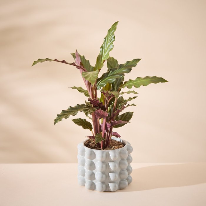 Calathea in Grey Bubble Planter 