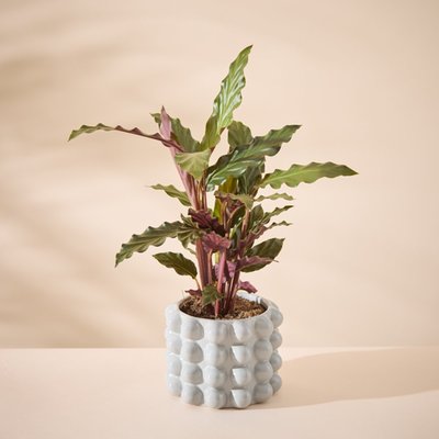 Calathea in Grey Bubble Planter 