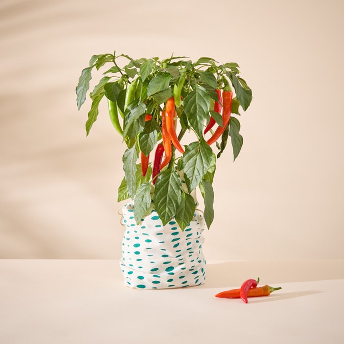 Chili Plant in Green Dotty Bag