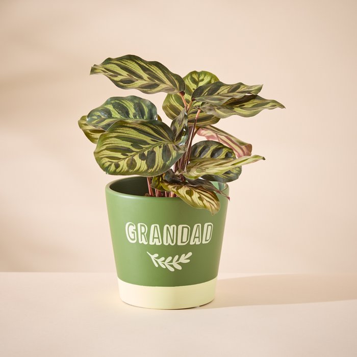 Calathea in Grandad pot