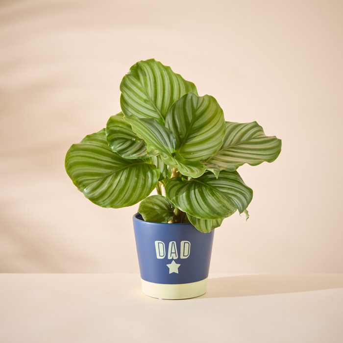 Calathea in Dad pot