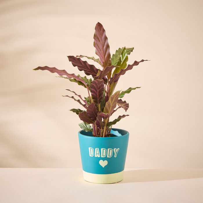 Calathea in Daddy pot