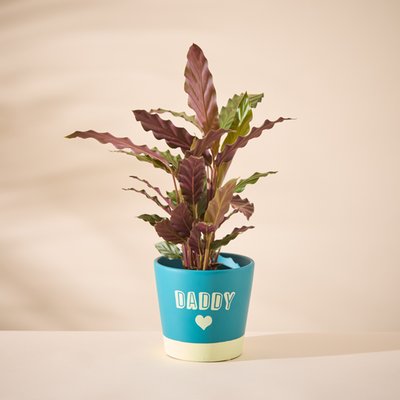 Calathea in Daddy pot