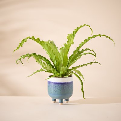 Large Marlowe Planter With Asplenium Osaka