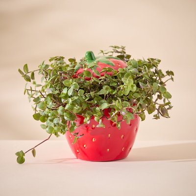 Wimbledon Strawberry Pot Plant