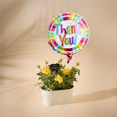 Yellow Rose Plant with Pick and Thank You Balloon