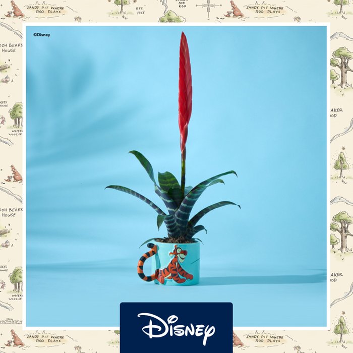 Disney's Tigger Mug with Vriesea Plant
