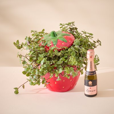 Wimbledon Strawberry Pot Plant with  Mini Lanson Rosé