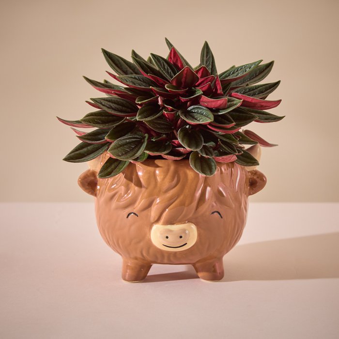 Peperomia Rosso in Medium Highland Cow Pot