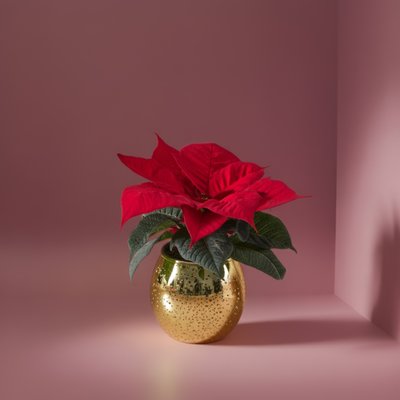 Red Poinsettia  & Gold Bauble Pot