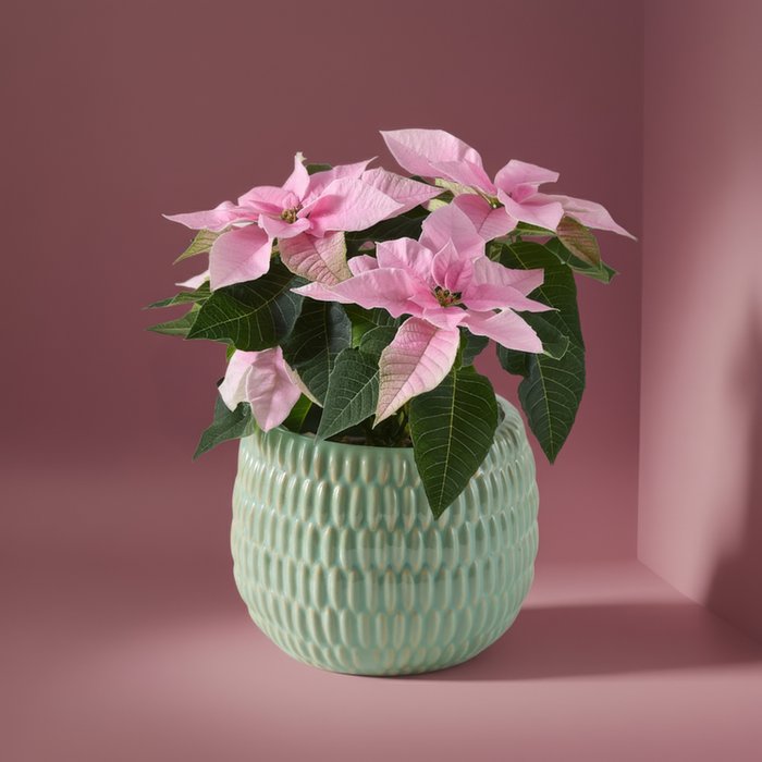 Frosted Pink Poinsettia Plant