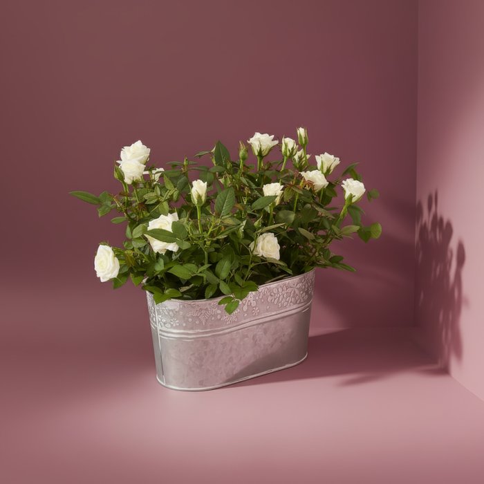 The White Rose Planter