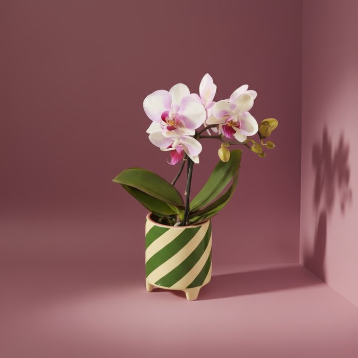 Pink Orchid in Emerald Stripe Pot