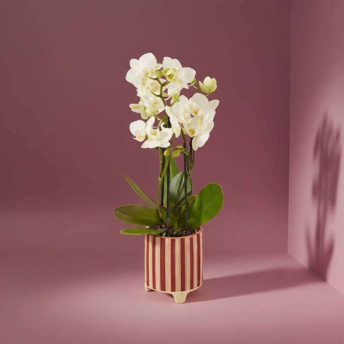 White Orchid in Candy Cane Pot