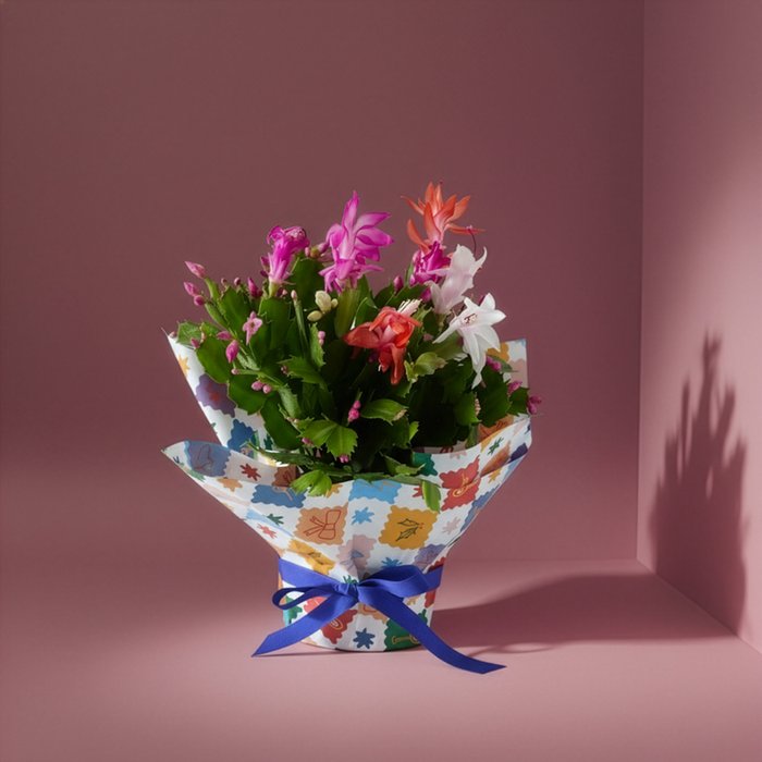 Colour Changing Christmas Cactus