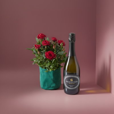 Velvet Potted Rose Plant & Prosecco Gift Set