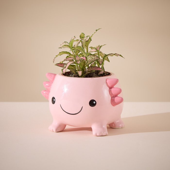 Fittonia in Mini Axolotl Planter