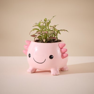 Fittonia in Mini Axolotl Planter