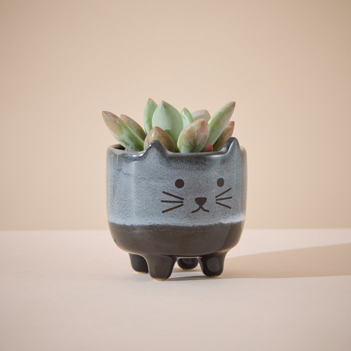 Succulent in Mini Cat Planter