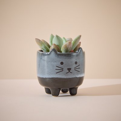 Succulent in Mini Cat Planter