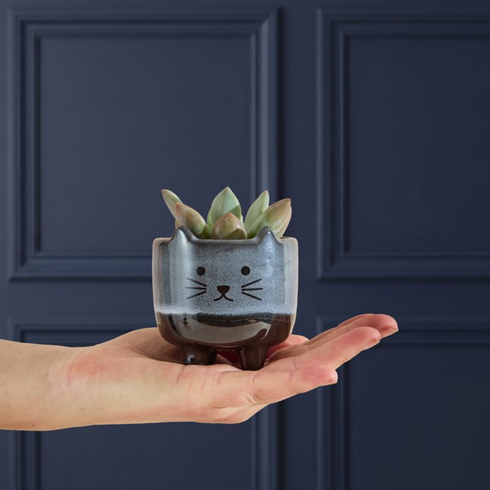 Succulent in Mini Cat Planter