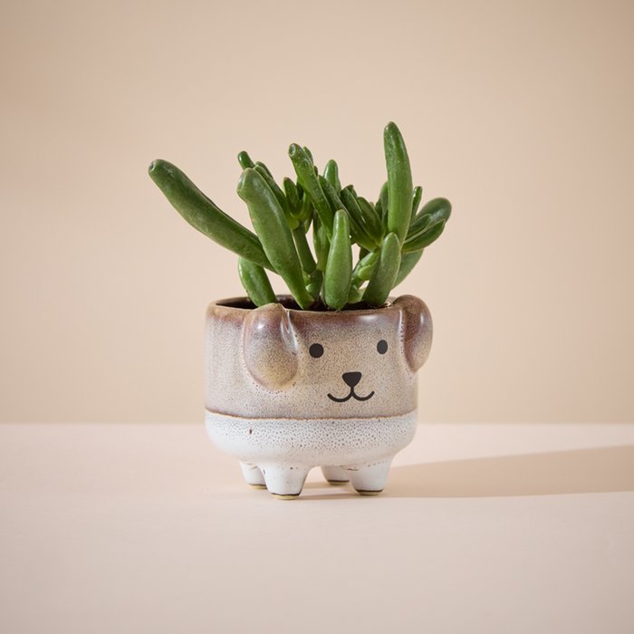Succulent in Mini Dog Planter