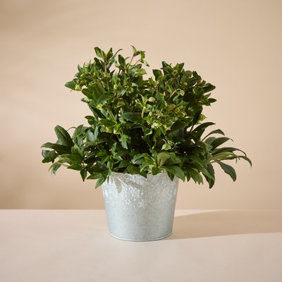 Large Outdoor Hellebore Planter