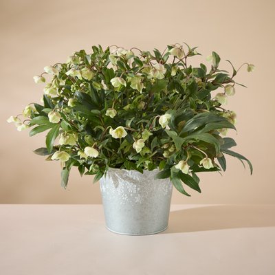 Large Outdoor Hellebore Planter