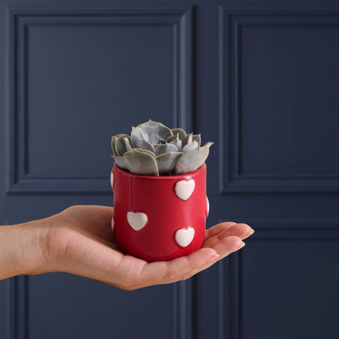 Succulent in Pink Heart Pot