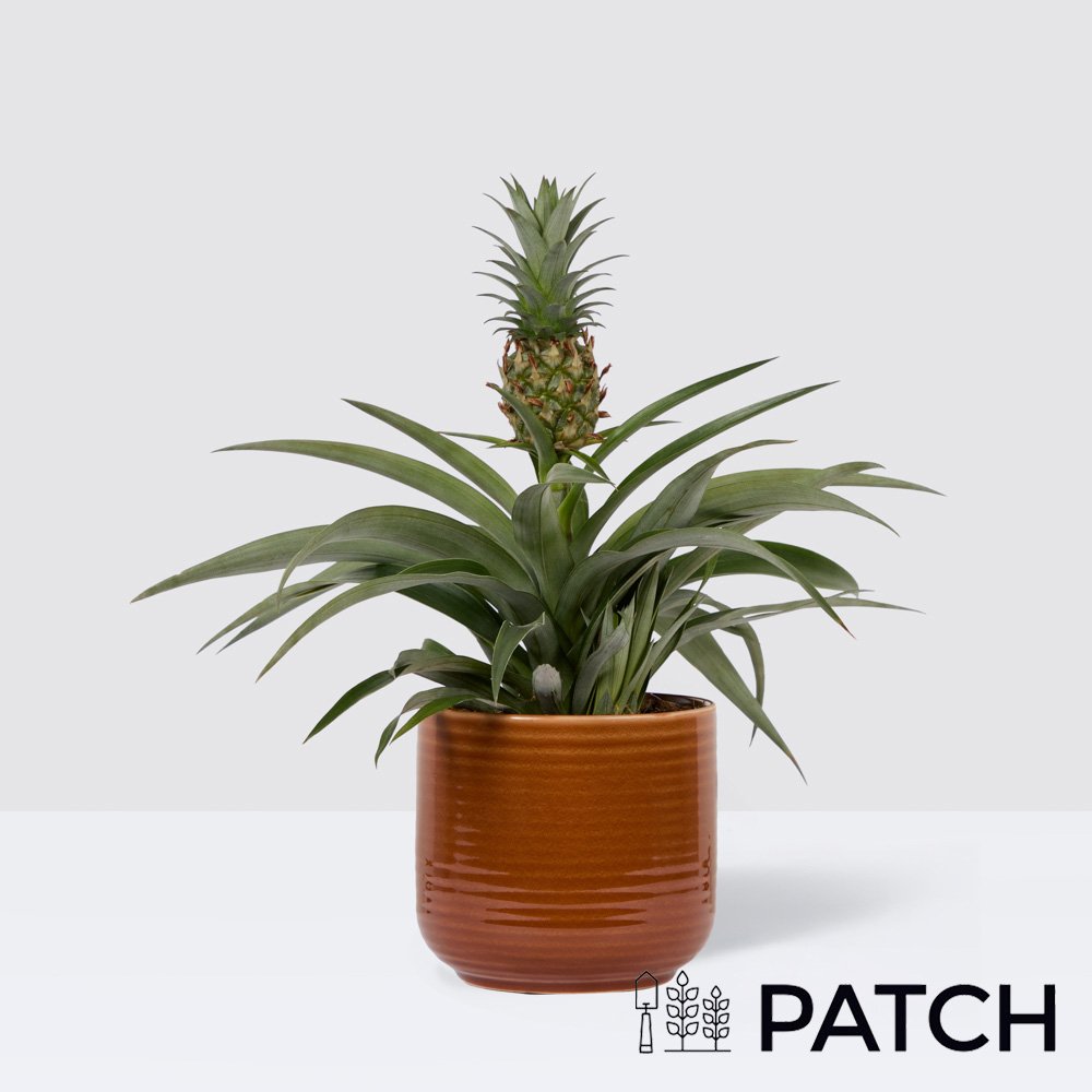 Patch Pina In Ceramic Glazed Rust Pot