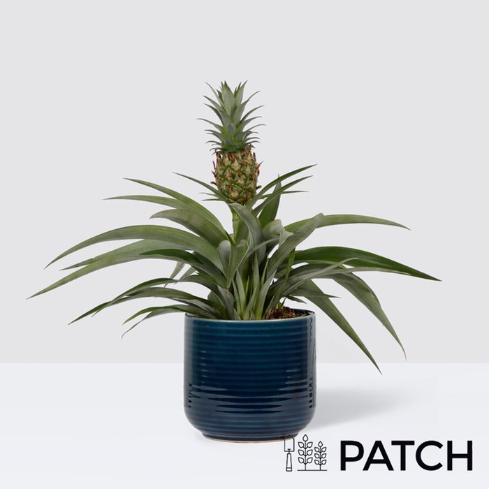 PATCH Pina in Ceramic Glazed Blue Pot