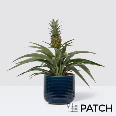 PATCH Pina in Ceramic Glazed Blue Pot