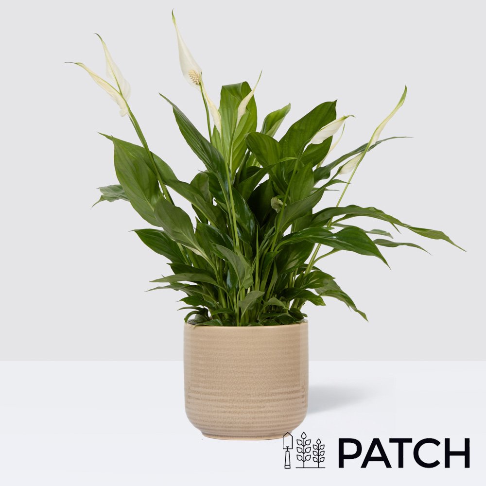 Patch Pippa In Ceramic Glazed Cream Pot