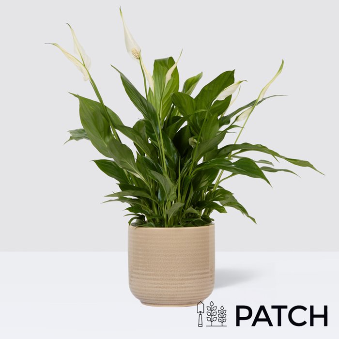 PATCH Pippa in Ceramic Glazed Cream Pot