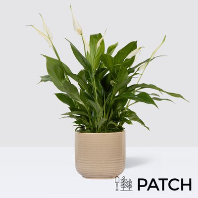 PATCH Pippa in Ceramic Glazed Cream Pot