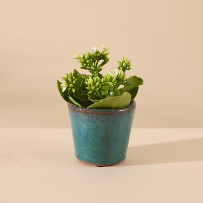 Kalanchoe in Blue Pot