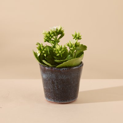 Kalanchoe in Green Pot
