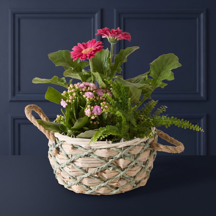 Cerise Gerbera & Kalanchoe Planter