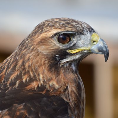 Birds of Prey Experience with Tea and Cake for Two at Willows Bird of Prey Centre