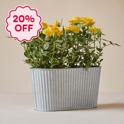 The Sunshine Rose Planter