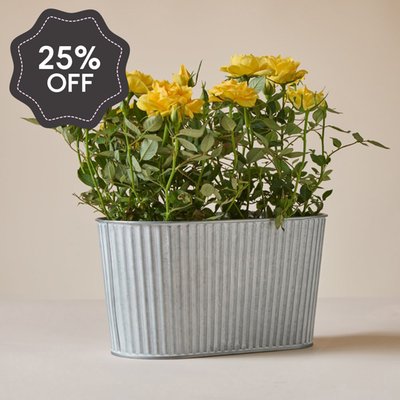 The Sunshine Rose Planter