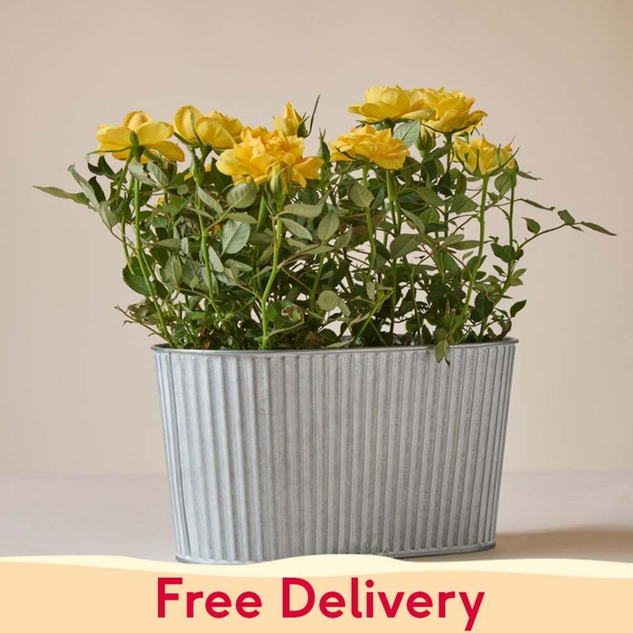 The Sunshine Rose Planter
