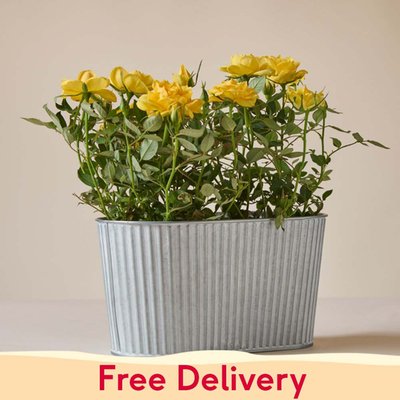 The Sunshine Rose Planter