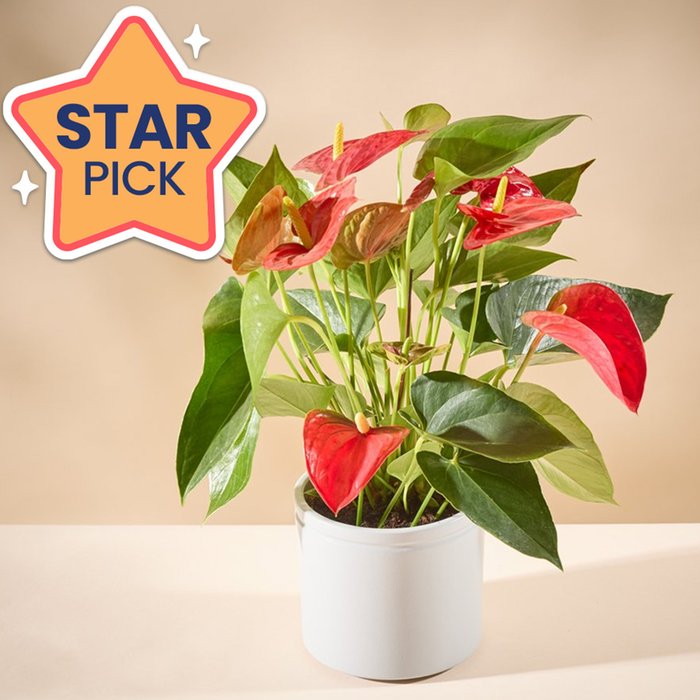 The Anthurium Plant