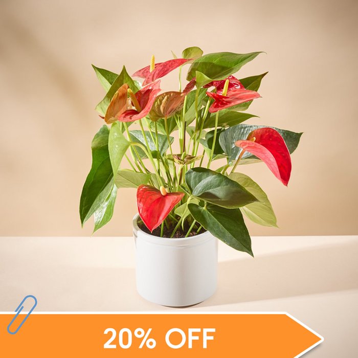 The Anthurium Plant