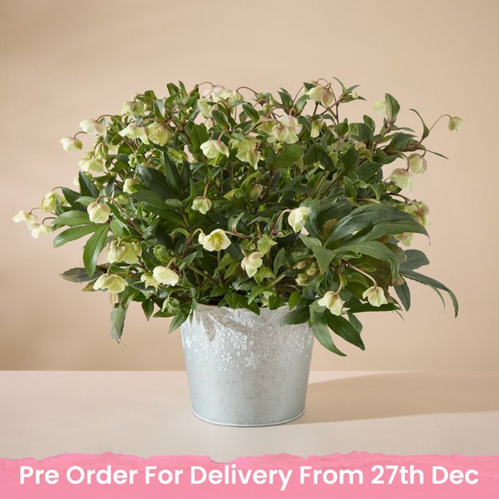 Large Outdoor Hellebore Planter