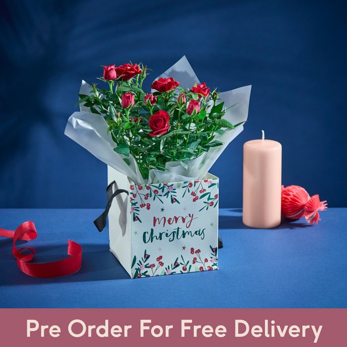 The Christmas Rose Plant Gift Bag