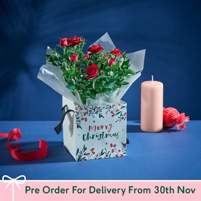 The Christmas Rose Plant Gift Bag