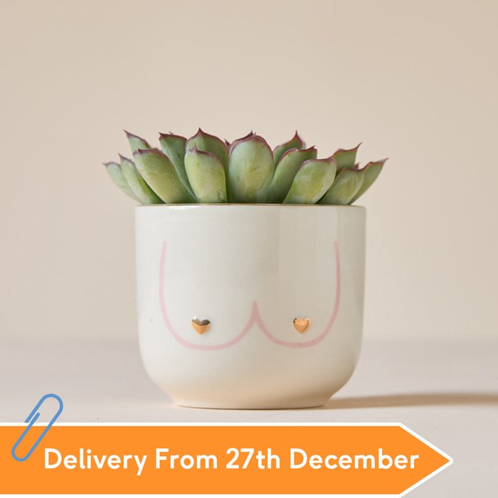 Mini Echeveria Succulent & Girl Power Planter